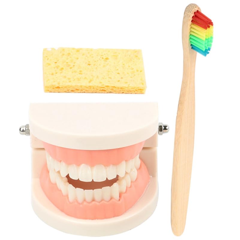 Garneck Modèle De Dents Standard Avec Brosse À Dents Kit Éducatif Brossage Dent Pour Enfants Modèle Dentaire Pédagogique Pour Apprentissage De L’Hygiène Bucco-Dentaire Et Coordination Œil-Main
