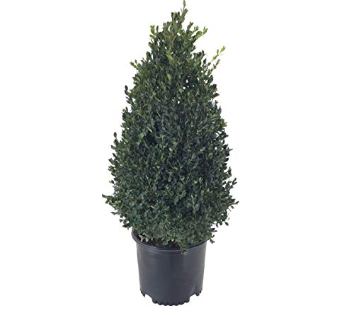 Premier Plant Solutions Buxus Cranberry Creek G3 #TOP30