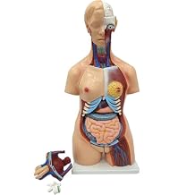 Anatomical Human Torso Body Model Human Body Musculature Model with 25 Removable 33.5in Human Torso Anatomy Model High Simulation Bones Model for Teaching Lab Clinic Medical School
