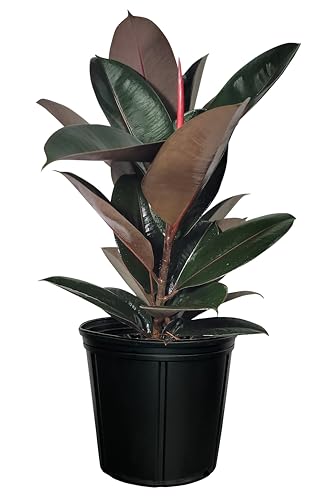 Nature's Way Farms Ficus Burgundy Rubber, Live Plant, Easy Care Indoor Tree, Large & Glossy, Grow in Indirect Bright Light, Perfect for Plant Lovers & Beginners, in Grower Pot (25-30 in Tall)
