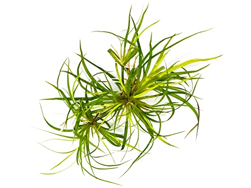 Aquatic Arts Live Aquarium Plants, Juncus Repens, Bare Root Lesser Creeping Rush, Aquarium Decorations, Aquarium Plants Live Fish Tank Decorations, Water Plants For Betta Fish, Live Fish Freshwater #TOP2
