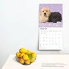 Labrador Retriever Puppies | 2025 12 x 24 Inch Monthly Square Wall Calendar | Plastic-Free | BrownTrout | Animals Dog Breeds Lab Staple Bound Wall Calendar, August 1, 2024