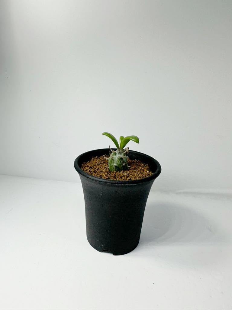 Amazon.co.jp: セネシオ サギナータ Senecio saginatus アフリカ