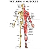 BBYT Anatomie des menschlichen Skeletts und der Muskeln Plakate Halbes Skelett Halbes Muskelsystem Anatomisch Wandkarte Segeltuch Malen zum Schule