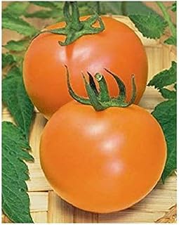 Tomato Orange Large Seeds Organic Heirloom from Ukraine 0.2 Gram