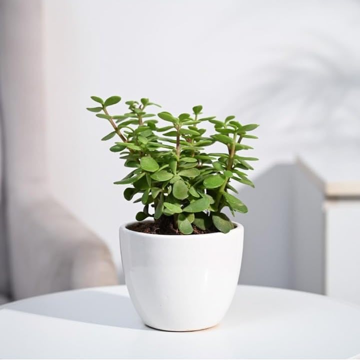 Live Jade Plant(crassula ovata) | Indoor Lucky Money Plant Succulent with Pot (Pack of 1) GN 01-image-16