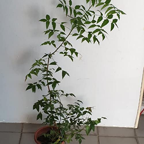 Gurveplantationi - Neem Tree Azadirachta Indica Live Herb Outdoor Plant with Plastic Pot (Pack of 1)