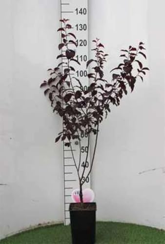 Prunus cer. 'Nigra' - Prunier De Pissard 'Nigra', Prunier Myrobolan 'Nigra' 60-80 cm en pot
