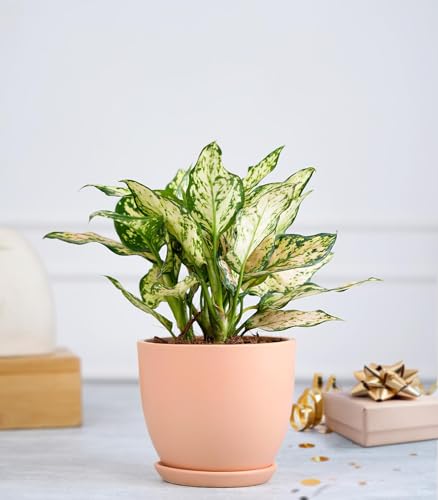 Image of Nurturing Green Aglaonema Eileen Plant in Blush Pink Ceramic Pot | Gift Plants | Good Luck Gifts | Eco Friendly Gifting