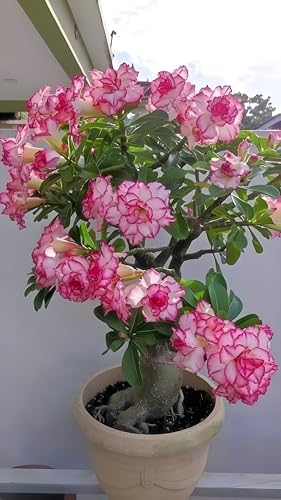 Desert Rose Live Plant, Pink and White Multicolour Flowers, Grafted Adenium for Indoor/Outdoor Garden, without pot (pack of 1)