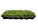 Zoysia Sod Plugs - Large 3" x 3" Plugs - 18 Count Tray - Drought, Salt & Shade Tolerant Turf Grass