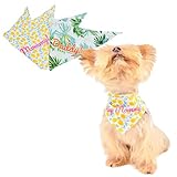 YorkieGogo
