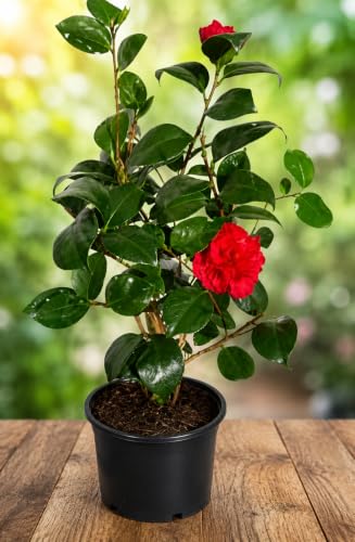 Generic Camellia Red Live Flower Plant - Image 6