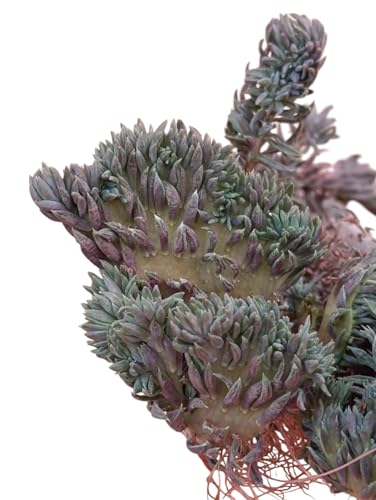 Sedum reflexum crestata pendente mostruosa pianta grassa tappezzante giardino roccioso