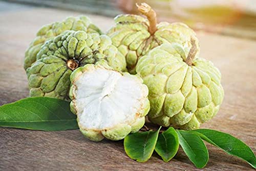30 Sugar Apple Seeds for Planting Outdoors, Non GMO, Heirloom