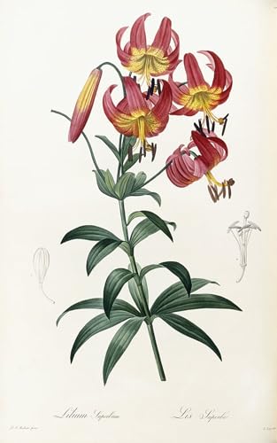 Impresiones de lienzo Lilium Superbum poster artístico de 60x90cm premium