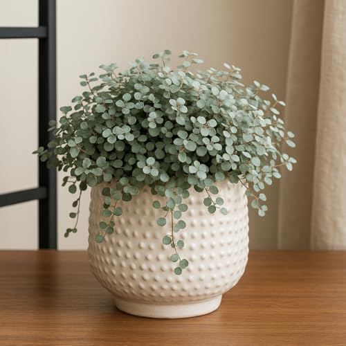 Silver Sparkle Pilea (Pilea libanensis) – Petite, Shimmering Foliage for