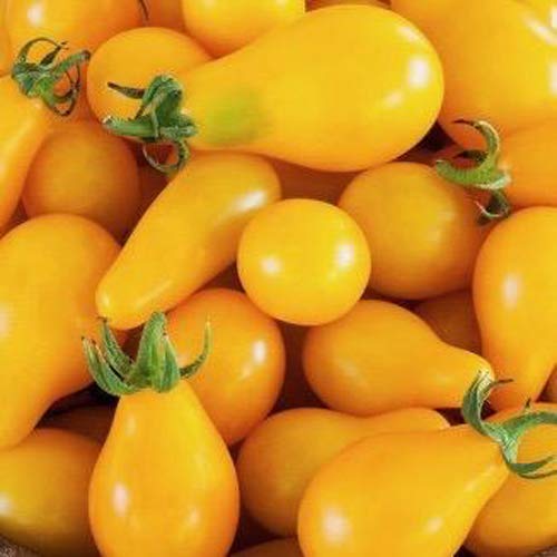 AIREX YELLOW S PEAR TOMATO SEEDS (AVG 50 - 100) SEEDS X 8 PACK