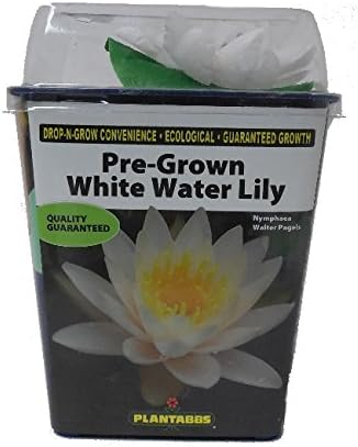Hardy Live Pre-Grown Yellow Water Lily Aquatic Plant (1, White)