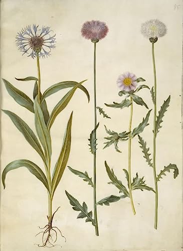 Impressions Artistiques Centaurea Montana de Hans Simon Holtzbecker