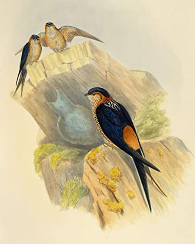 Tableau animal oiseau hirondelle rousse art mural vintage John Gould 60x90