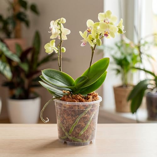 PlantMe Sphagnum Moos aus Chile, gepresst 200 g (ergibt ca. 10 L) – langfaseriges Moos für Zimmerpflanzen, Moosstäbe, Monstera, Philodendron, Alocasia, Orchideen & Karnivoren