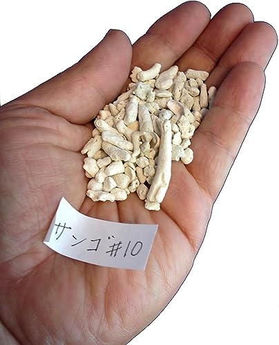 石のさかい アクアリウム水槽用 フィリピン産 極上天然珊瑚(サンゴ) 200ml (♯10)