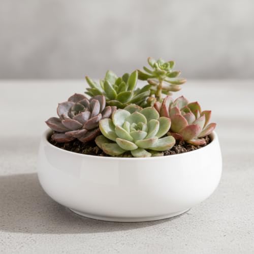 Bol de fleurs en céramique style pot de fleurs peu profond blanc - 7