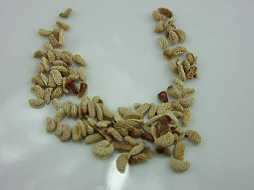 1277-Giant White Raspberries (Rubus Ellipticus W.) Seeds By Robsrareandgiantseeds Upc0764425788836 Non-Gmo,Organic,Heirloom,Historic Plants,Usa-Grower,Primocane Bearing,Fruit, 1277 Package Of 25 Seeds #TOP25