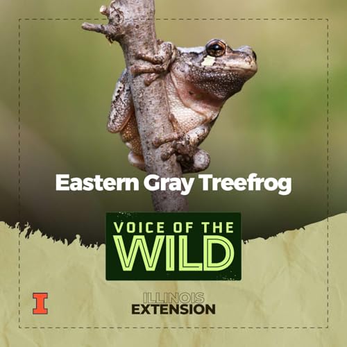 『Episode 58: Eastern Gray Treefrog – Voice of the Wild』のカバーアート