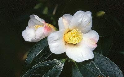 Amazon 椿 苗 数寄屋侘助 すきやわびすけ 小輪咲き 2年生 挿し木苗 花