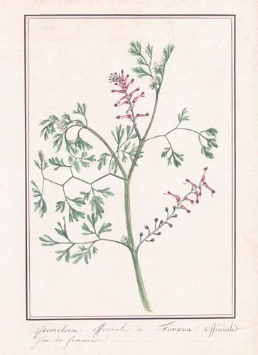 Fumeterre Officinale = Fumaria Officinalis - Gewöhnlicher Erdrauch common fumitory / Botanik botany / Blume flower / Pflanze plant