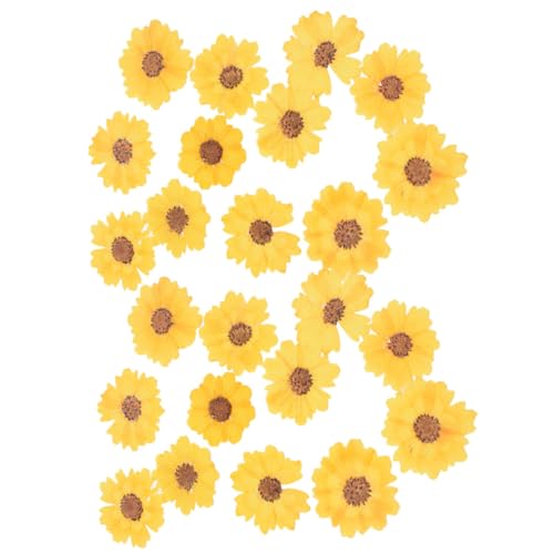 Flores secas prensadas para manualidades DIY