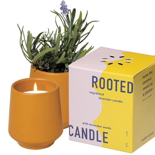 Modern Sprout Rooted Candle with Lavender Seeds