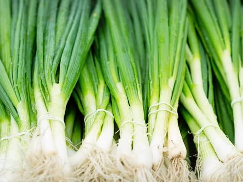 600 Organic Non-GMO Tokyo Long Bunching Green Onion Seeds – With Bonus, Easy To Grow, USA Made
