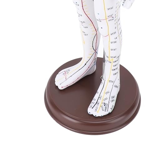 Garsent 52 Cm Großes Akupunkturmodell des Menschlichen Körpers, Ganzkörper-Akupunkturpunktmodell mit Sockel, PVC-High-Definition-Gravur-Akupunktur-Übungsmodell für die Demonstration und Schulung von