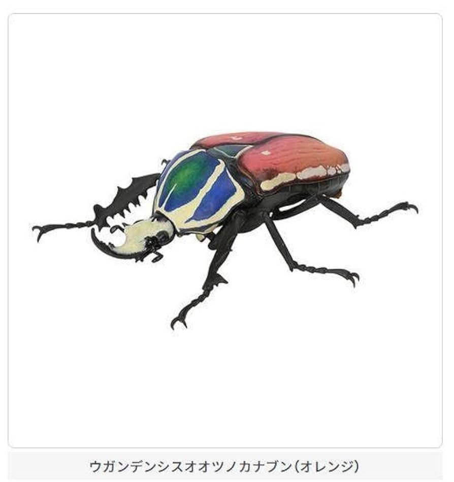 マタレオン　ウガンダ　ウガンデンシス　グリーンパープル　ブルー　4頭 マタレオン ウガンダ ウガンデンシス グリーンパープル ブルー 4