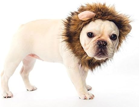 Amazon Ogquaton スのある小さな耳ハロウィンドレスで1個のペットの犬猫ライオンたてがみかつら丈夫で 保存しやすいです Ogquaton 服 アクセサリー 通販 Amazon Ogquaton スのある小さな耳ハロウィンドレスで1個のペットの犬猫ライオンたてがみかつら丈夫で 保存しやすいです Ogquaton 服 アクセサリー 通販