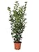 KENTIS - Laurus Nobilis Lorbeer Pflanze - Immergrüne Echte Aussenpflanzen – Hoch 175-200 cm Topf Ø 30 cm