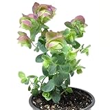 Origanum x hybrida 'Kirigami', Ornamental Oregano, Fragrant Plant, Unusual Foliage in Pale Tones, ContainerSize: 3.5'