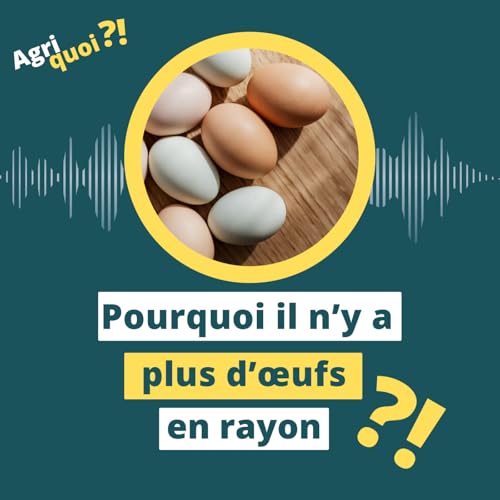 Pourquoi il n'y a plus d'&oelig;ufs en rayon ?