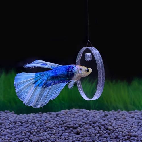Image of Betta Training Mirror Fish for Tank Fish Antidepressant Work Out Special for Betta Fitness Mirror Betta Toys Mirror Aquarium Decor (4cm)