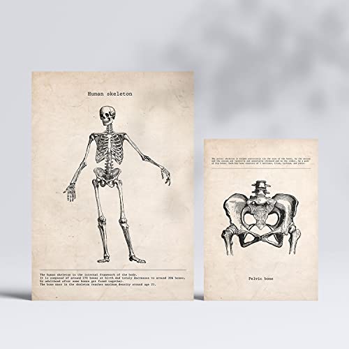 Nacnic Skelett Postern. Medizinische Illustrationen im Vintage Stil von Anatomie, Körperteilen, Knochen und Muskeln. Innenarchitektur und Dekoration. A4 & A3.