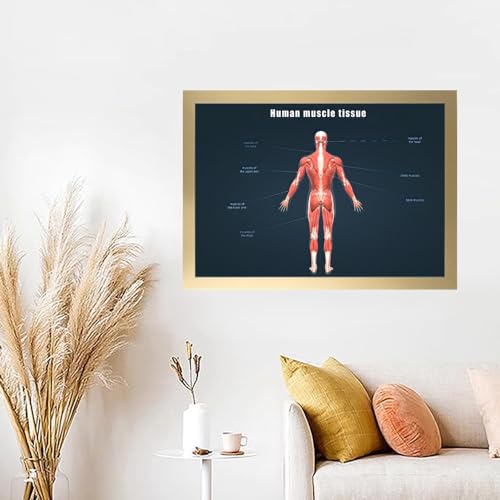 Image of Taanfu Body Educational Learning Anatomy Posters ，Muscle Tissue Art Muscle Villi Anatomy Art Poster Digestive System Organs Illustration Small Intestine Physiology Anatomy Wall Art Villi