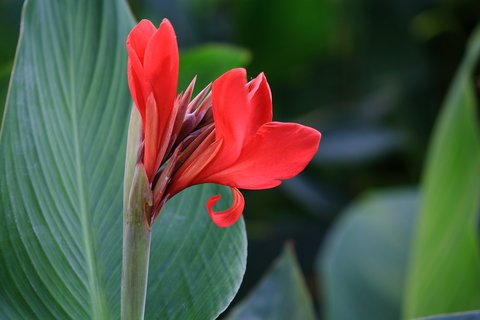 RP Seeds Canna Indica (Indian Shot) - 10 Seeds