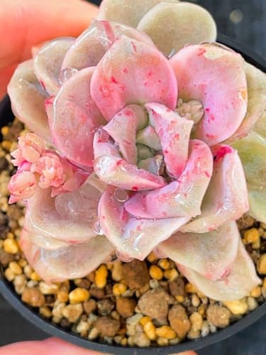 多肉植物 ラブリーローズ」の人気商品一覧 | 安い商品を通販サイトから