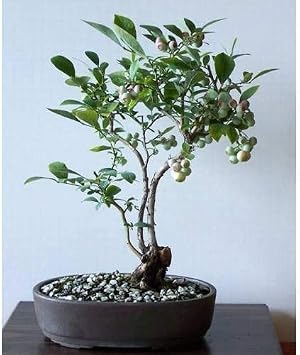 BLUEBERRY BONSA  A ACI 10+
