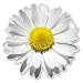 Daisy Flower Vinyl Sticker - Car Window Bumper Laptop - SELECT SIZE