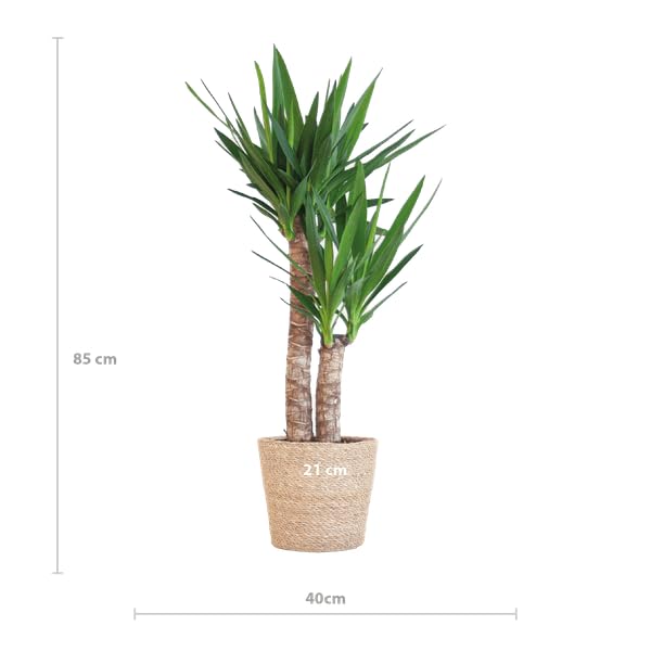 Yucca Elephantipes Riesen Palmlilie Zimmerpflanze Ø21 cm 90 cm