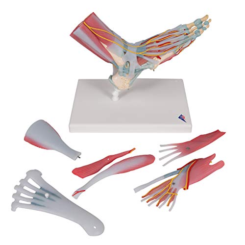 3B Scientific M34/1 Foot Skeleton w/ Ligaments and Muscles - 3B Smart Anatomy by 3B Scientific - Image 7